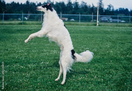 A Borzoi dog jumping to catch a treat