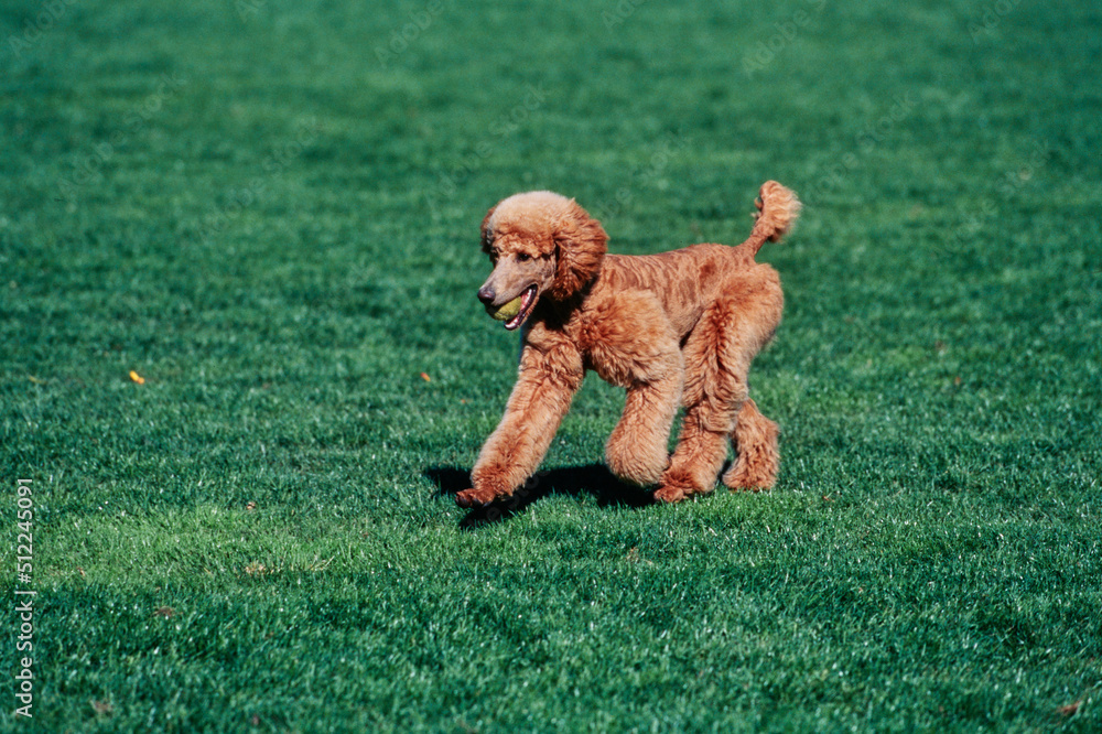 A standard poodle running across a green lawn with a tennis ball in its mouth A standard poodle running across a green lawn with a tennis ball in its mouth