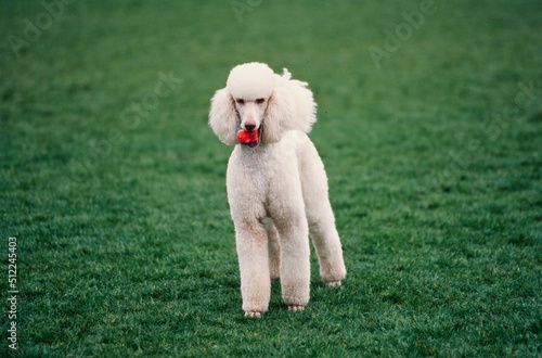 A standard poodle standing in a green field with a red ball in its mouth