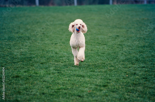 A standard poodle running through a green field