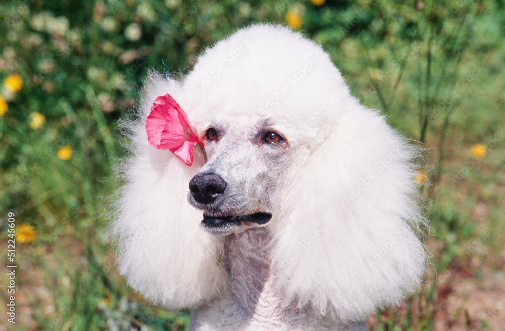 Close-up of a standard poodle with a pink flower tucked behind its ear
