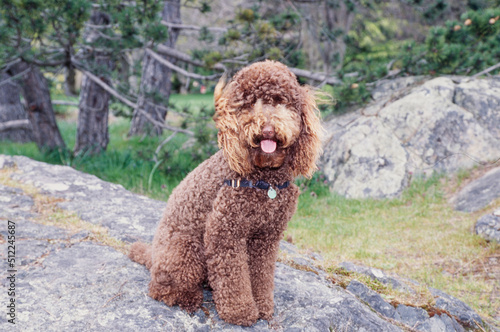 A standard poodle sitting on a large rock