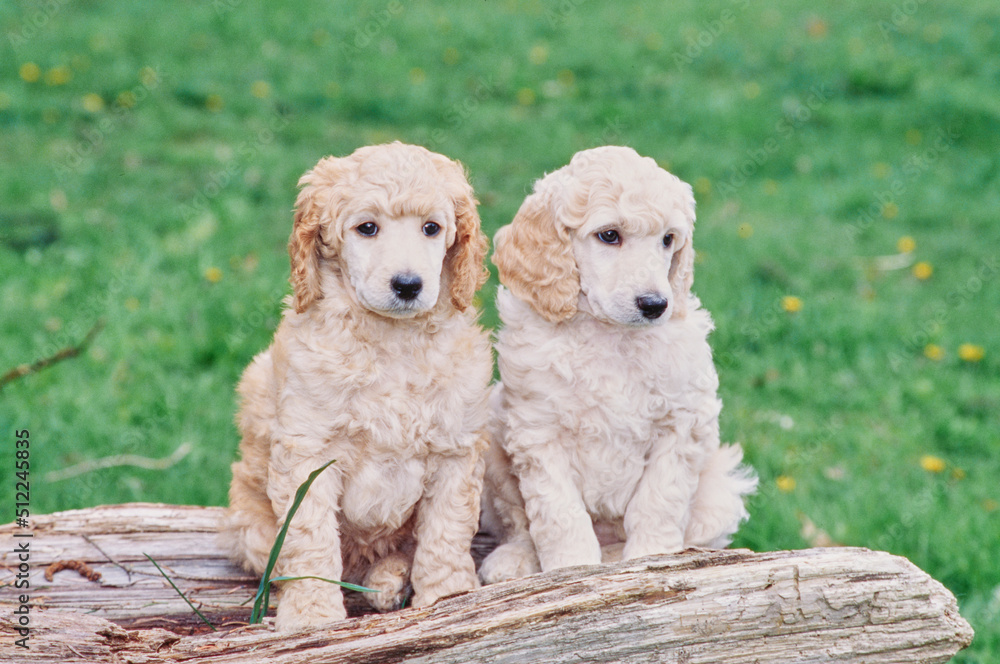 A pair of standard poodle puppies on a log A pair of standard poodle puppies on a log