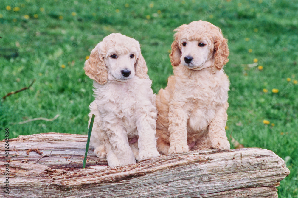 A pair of standard poodle puppies on a log A pair of standard poodle puppies on a log