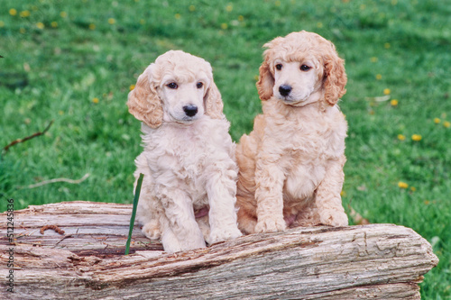 A pair of standard poodle puppies on a log