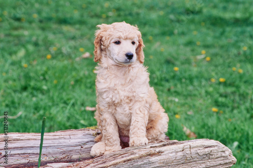 A standard poodle puppy on a log
