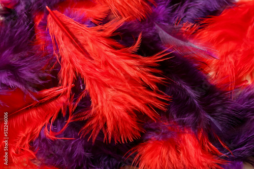 Beautiful bright feathers a...