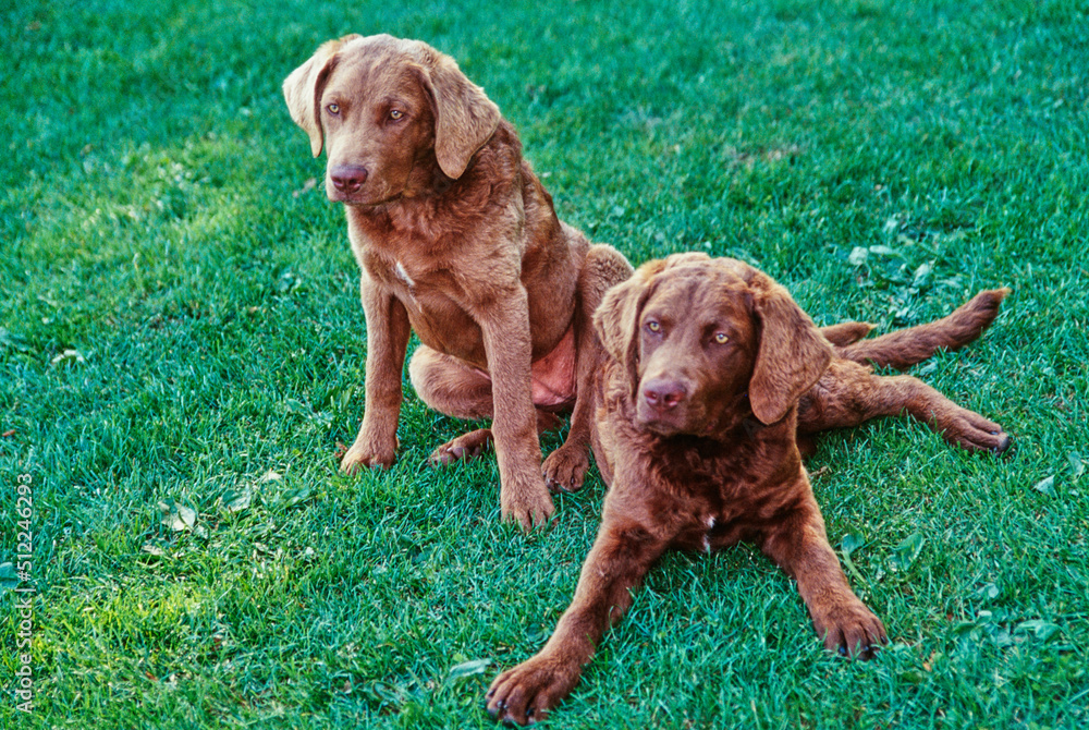 A pair of Chesapeake Bay Retrievers sitting on green grass