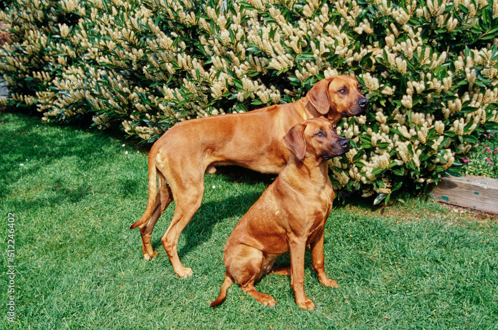 A pair of Rhodesian Ridgeback dogs in green grass A pair of Rhodesian Ridgeback dogs in green grass