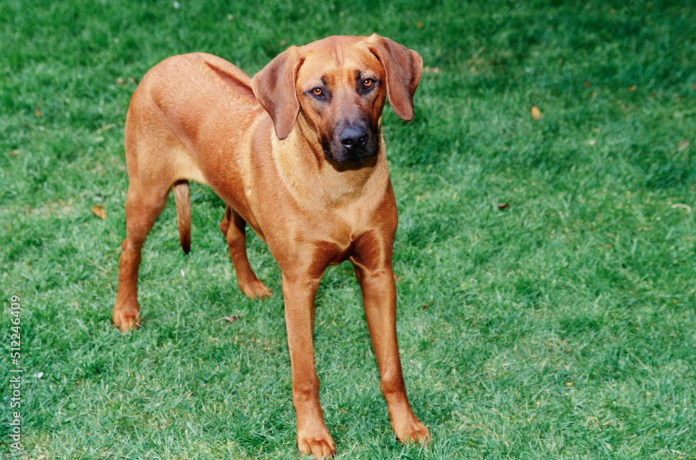 A Rhodesian Ridgeback dog standing in green grass