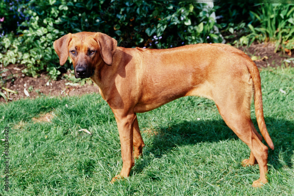 A Rhodesian Ridgeback dog standing in green grass in front of a garden