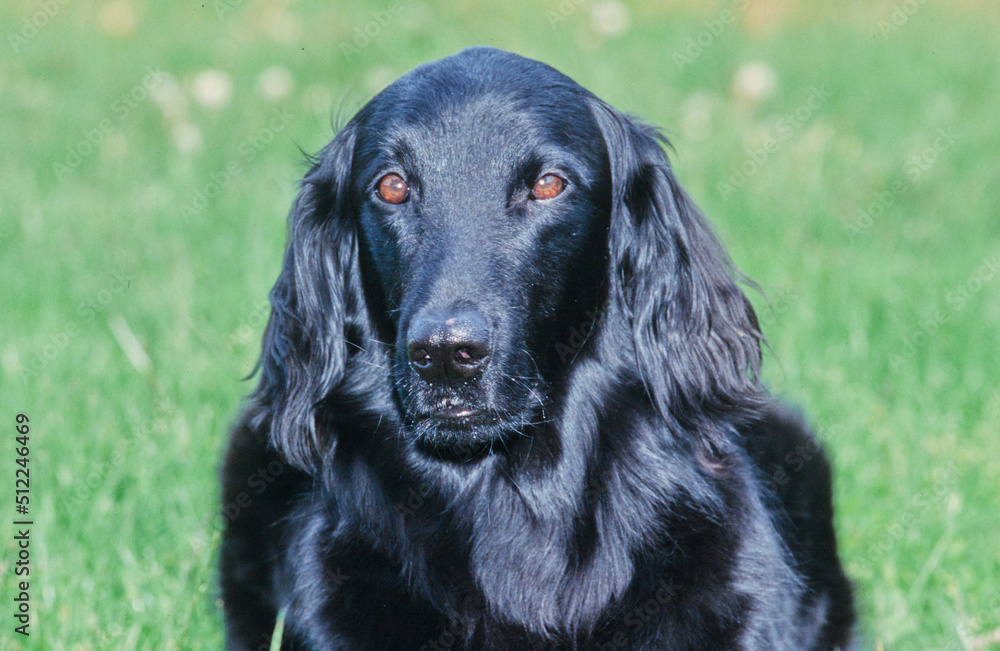 Close-up of a flat-coated retriever on a green grass background