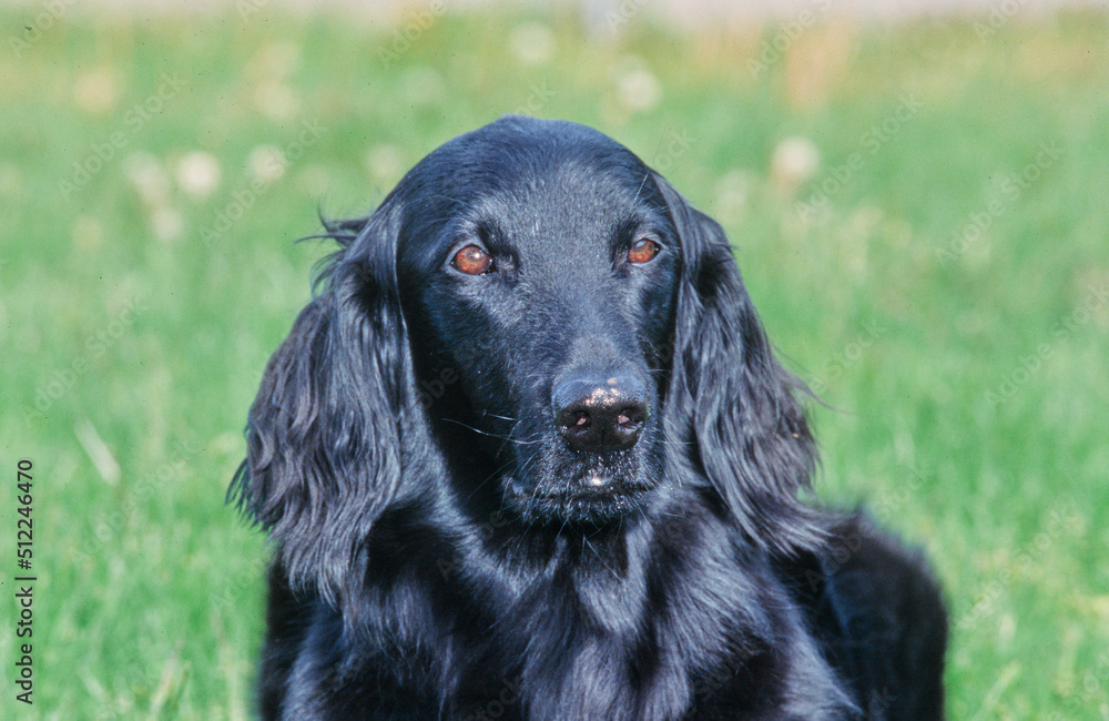 Close-up of a flat-coated retriever on a green grass background