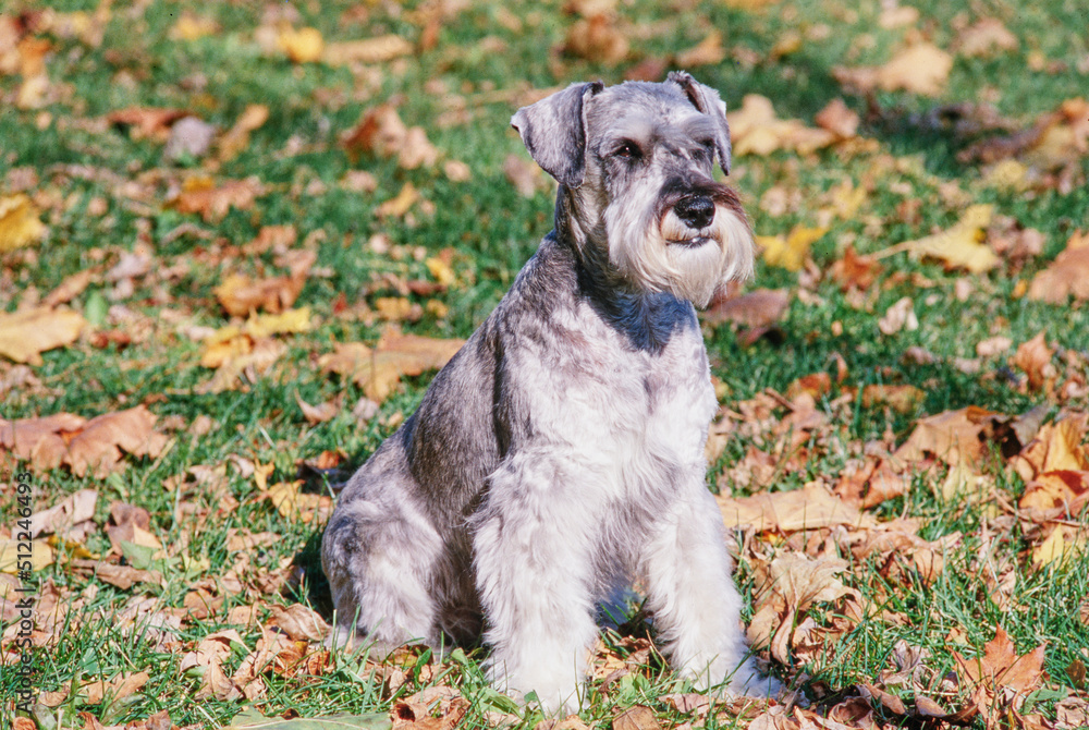 A schnauzer sitting in grass and leaves