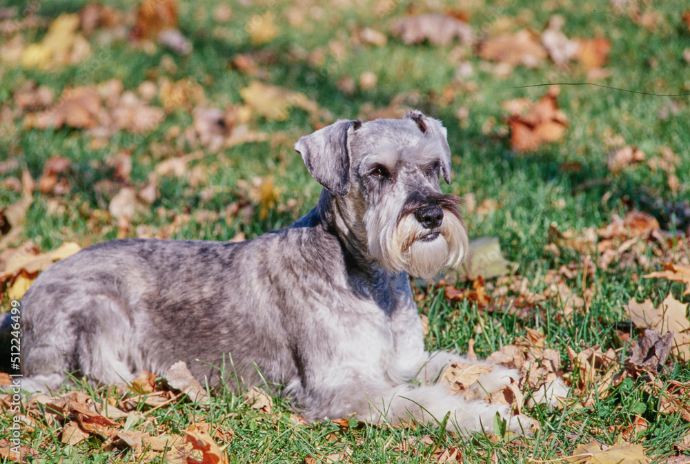 A schnauzer laying in grass and leaves A schnauzer laying in grass and leaves