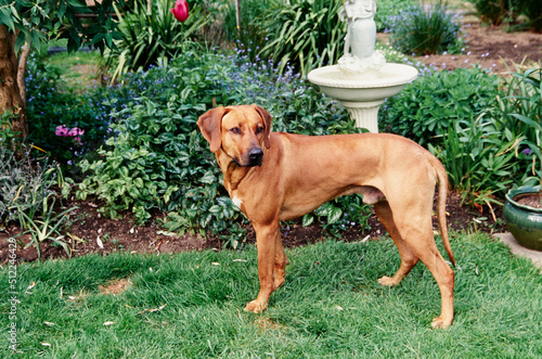 A Rhodesian Ridgeback dog standing in green grass in front of a garden with a fountain