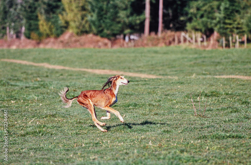 Fototapeta Naklejka Na Ścianę i Meble -  A Saluki dog running through green grass