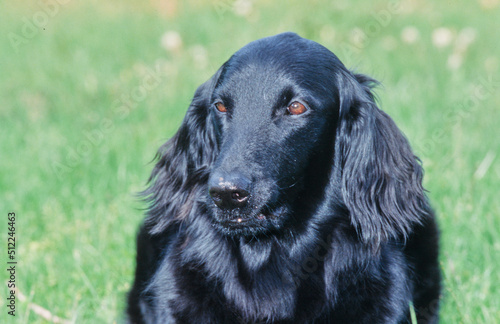 Close-up of a flat-coated retriever on a green grass background © SuperStock
