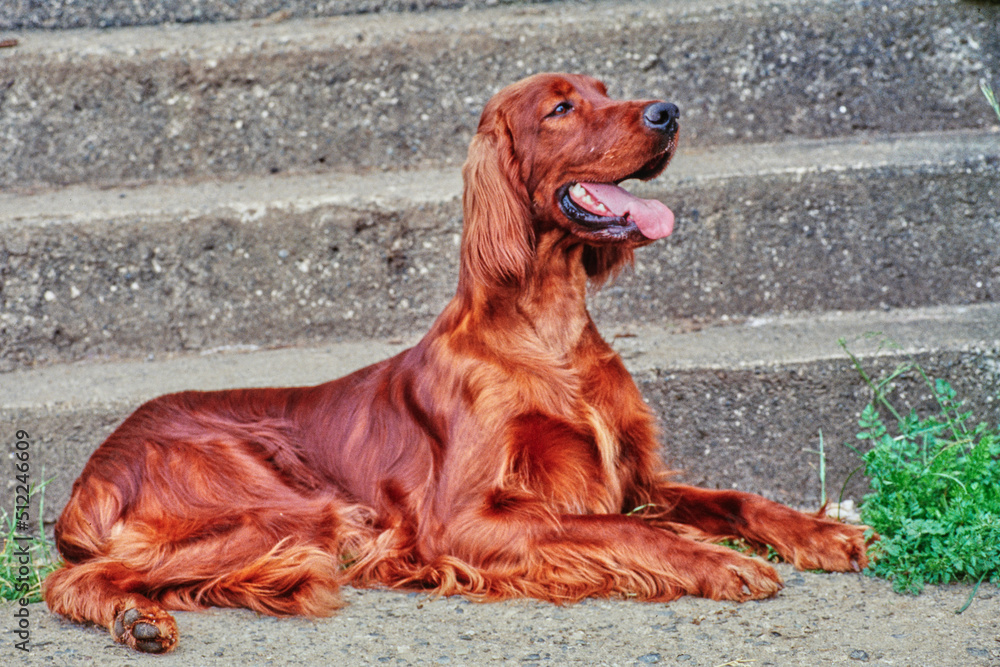 An Irish setter sitting at the bottom of some concrete stairs
