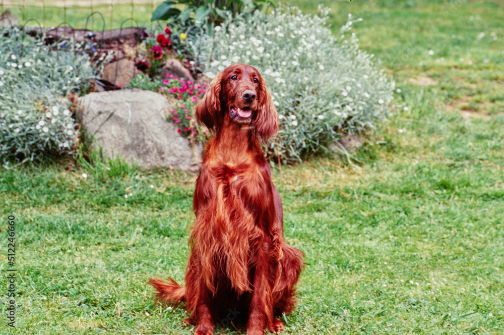 An Irish setter sitting in green grass with a garden in the background