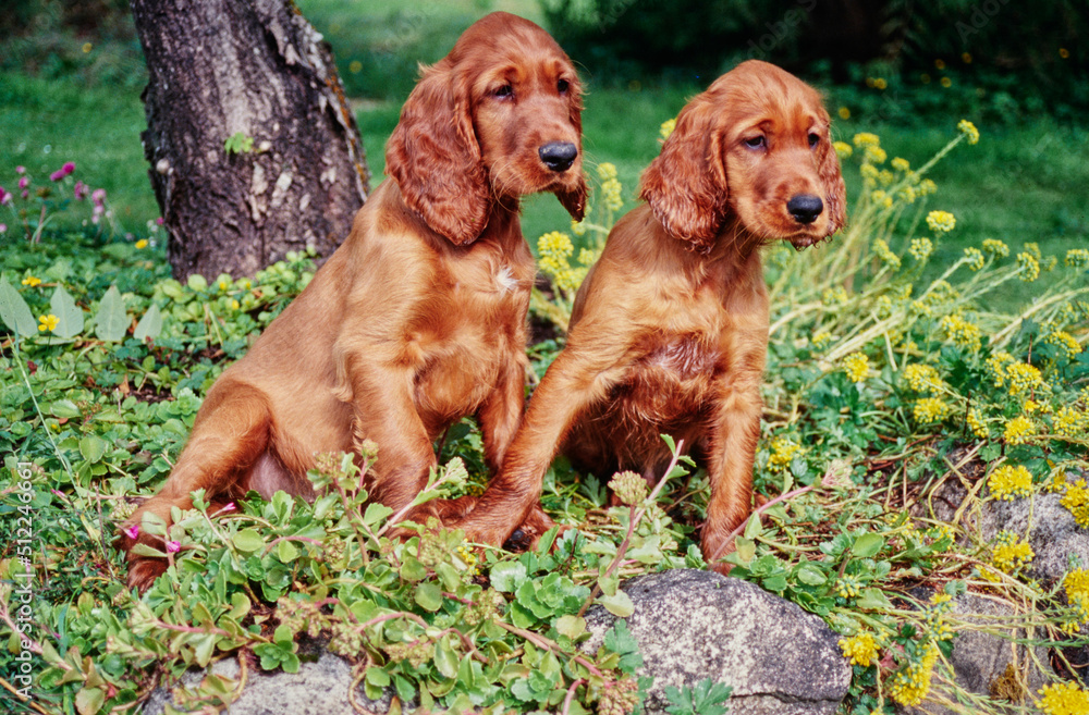 A pair of Irish setter puppies sitting in greenery with yellow and purple flowers A pair of Irish setter puppies sitting in greenery with yellow and purple flowers
