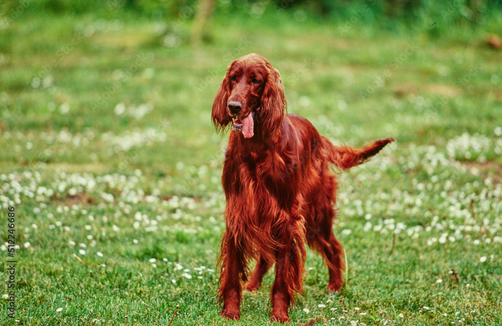 An Irish setter standing in green grass with white wildflowers