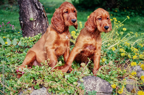 A pair of Irish setter puppies sitting in greenery with yellow and purple flowers
