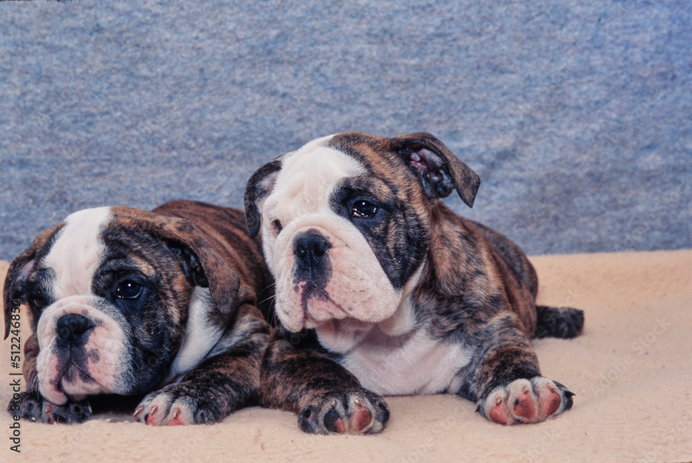 A pair of English bulldog puppies on a beige blanket