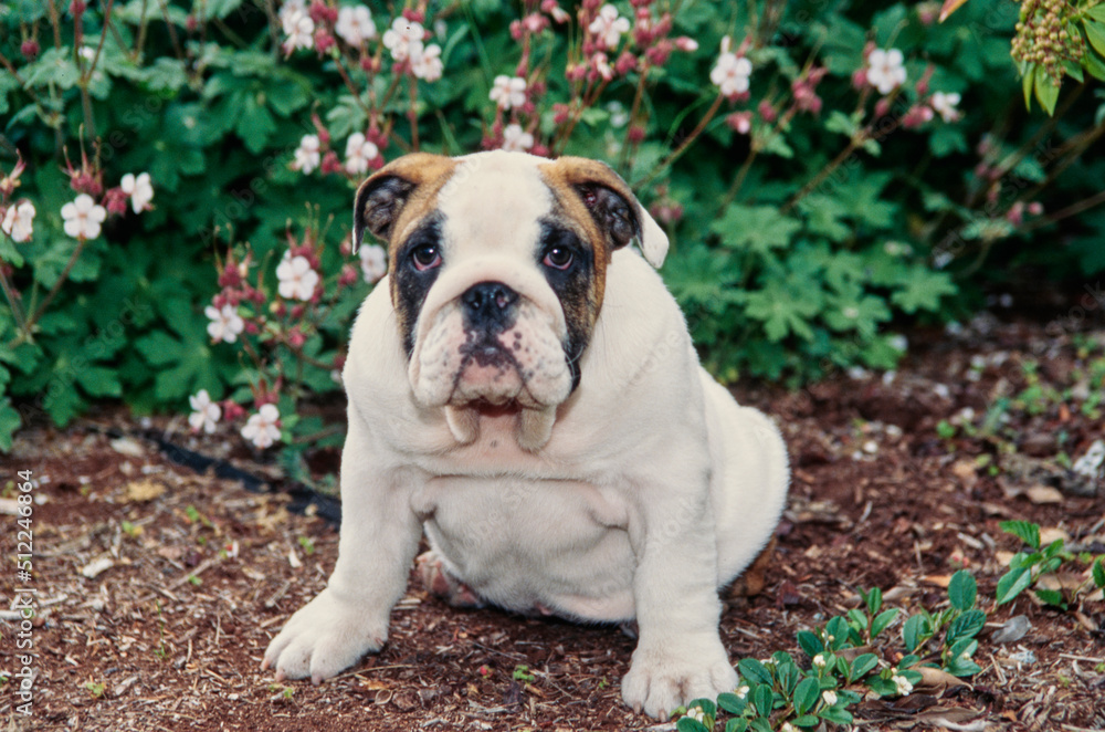 An English bulldog puppy sitting in a garden An English bulldog puppy sitting in a garden