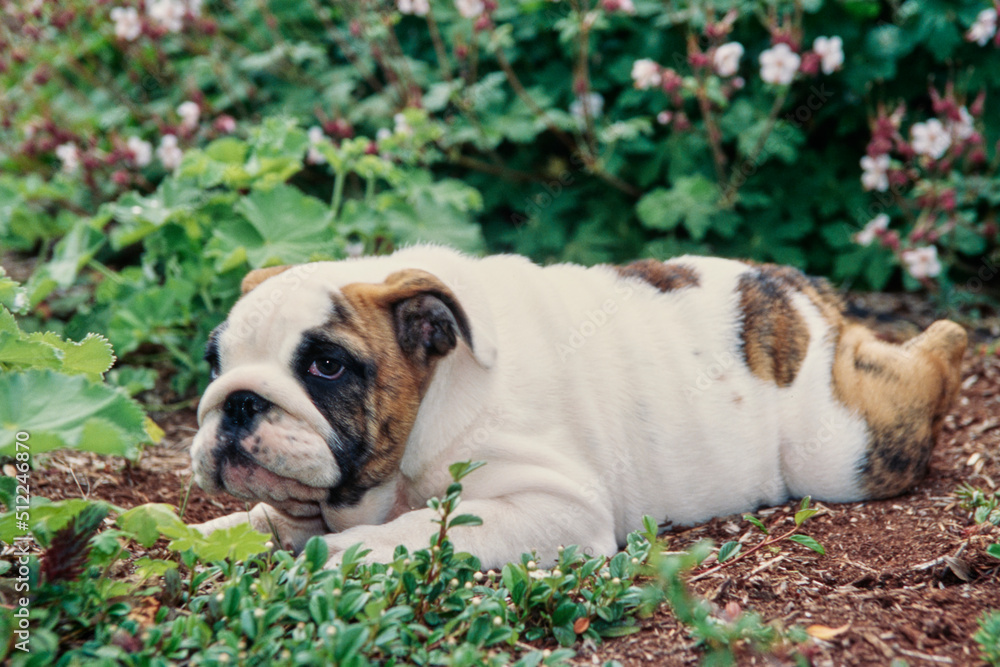 An English bulldog puppy laying in a garden