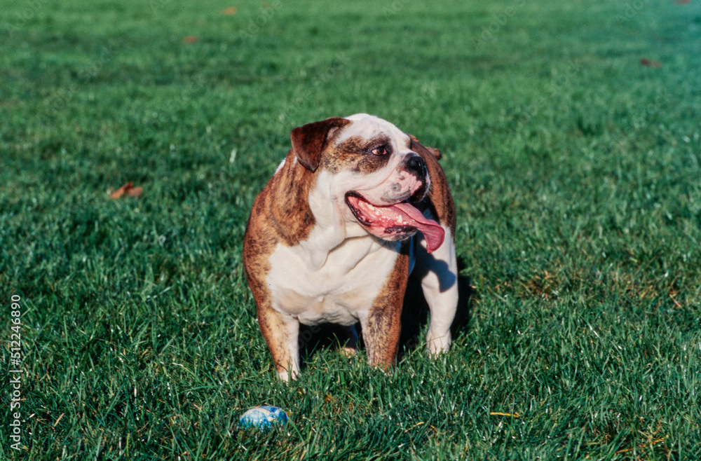 An English bulldog standing in grass