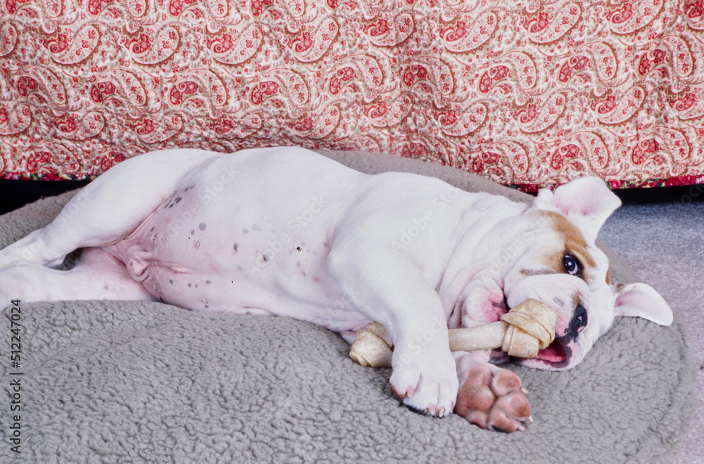 An English bulldog laying on a cushion and chewing a bone An English bulldog laying on a cushion and chewing a bone