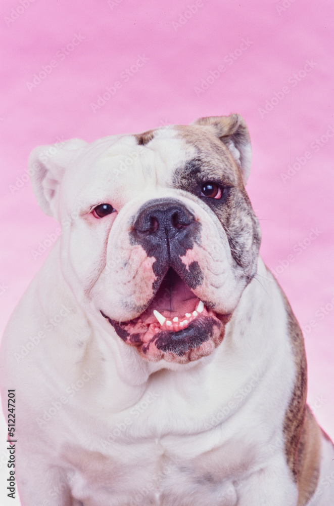 Close-up of an English bulldog on a pink background