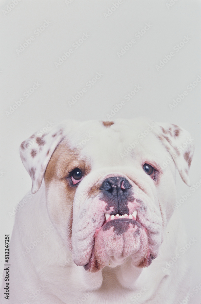 Close-up of an English bulldog on a white background