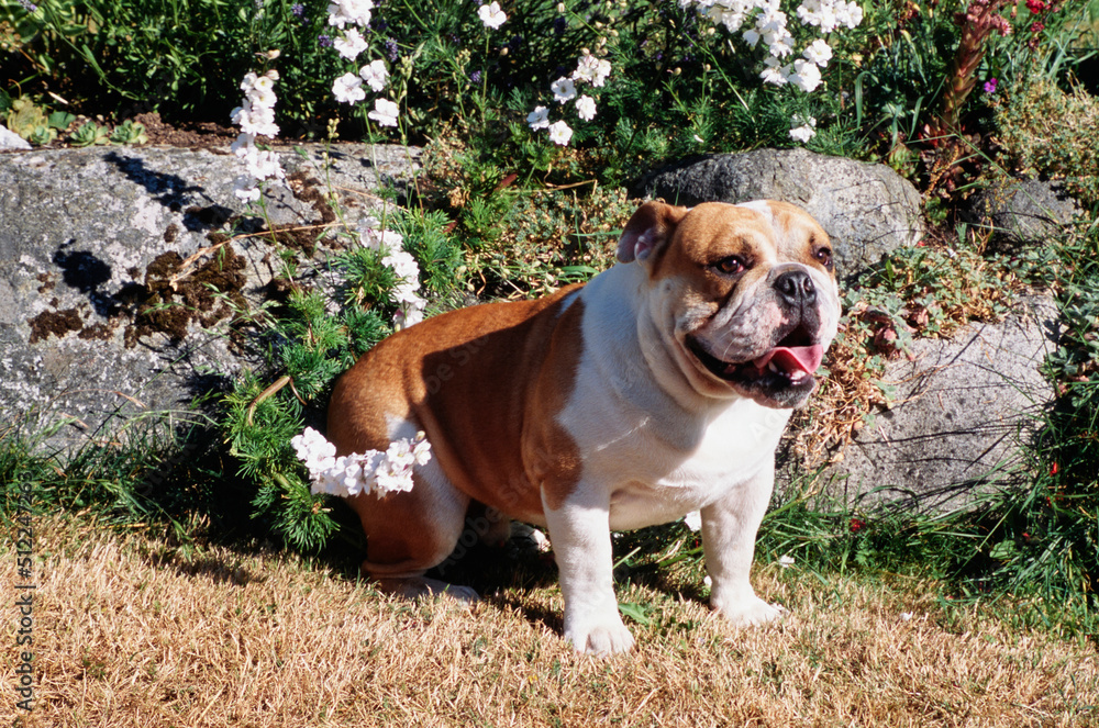 An English bulldog sitting in dry grass in front of a rock garden