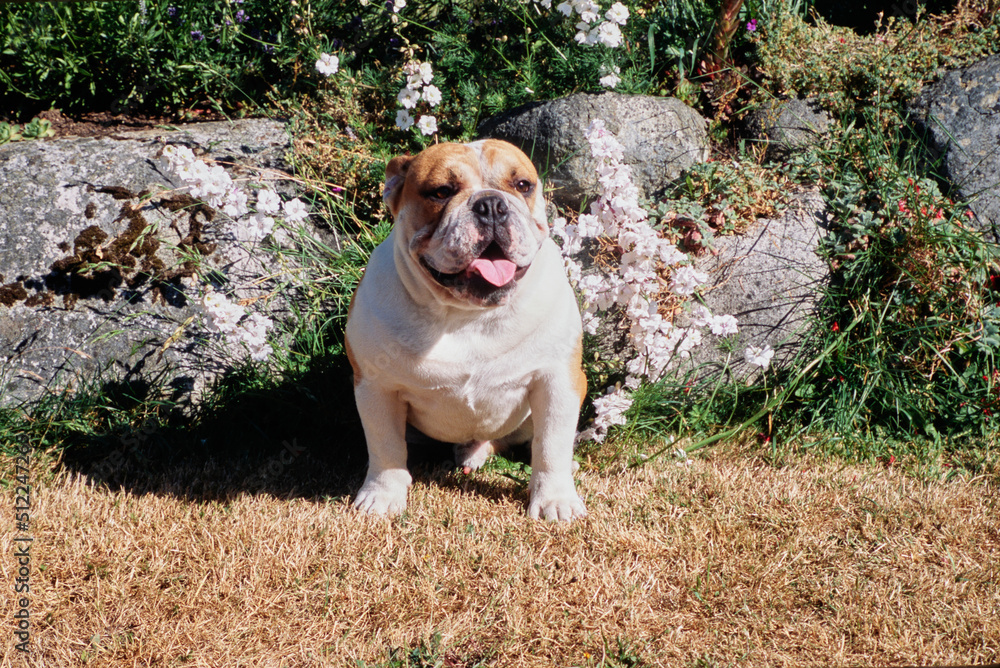 An English bulldog sitting in dry grass in front of a rock garden An English bulldog sitting in dry grass in front of a rock garden