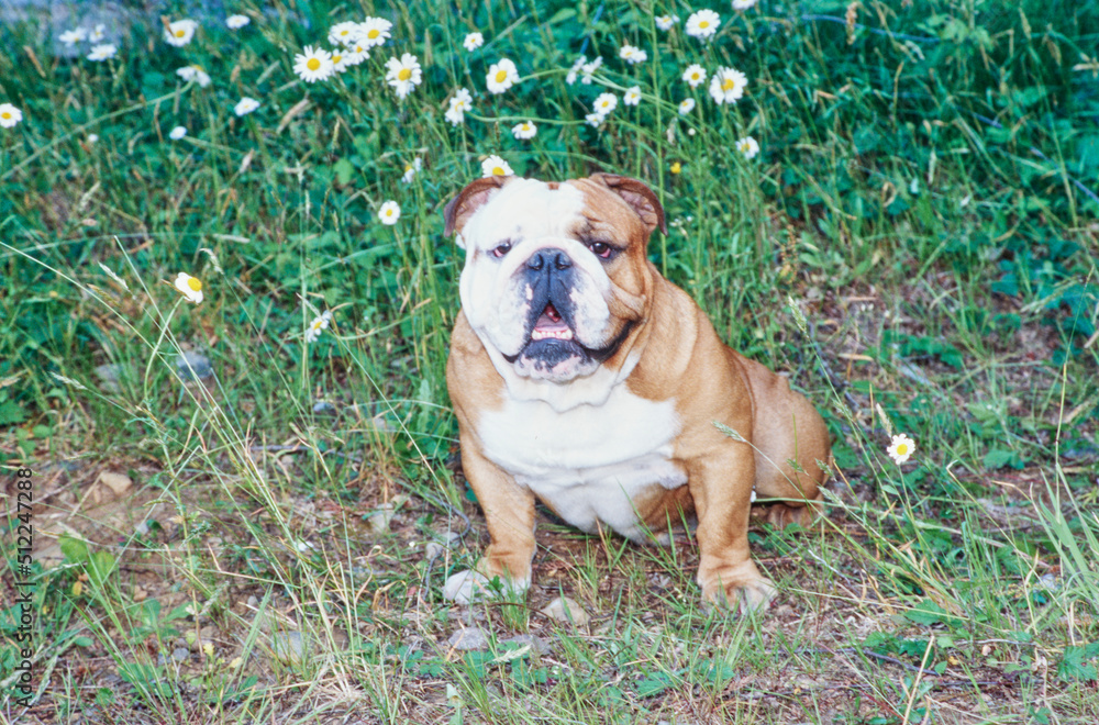 An English bulldog sitting in grass in front of white flowers