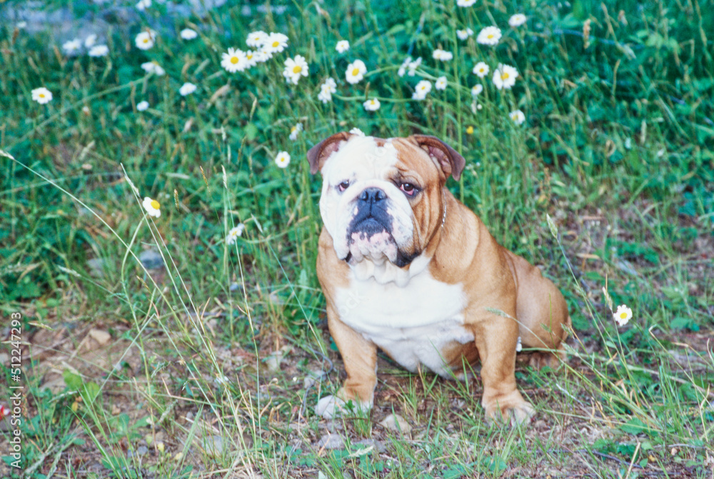 An English bulldog sitting in grass in front of white flowers