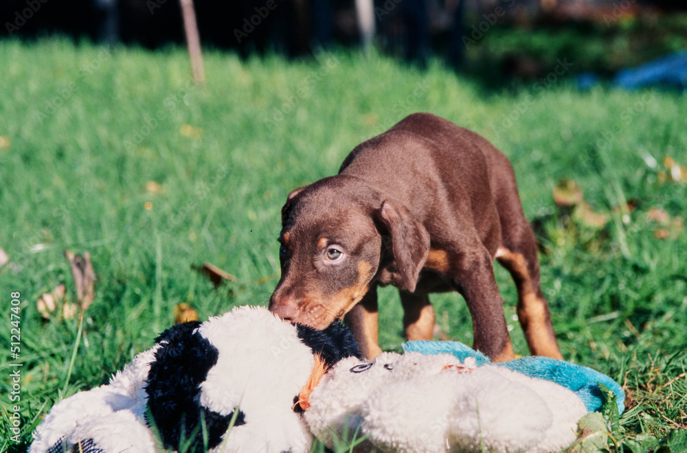 A Doberman puppy standing in grass chewing on stuffed toys A Doberman puppy standing in grass chewing on stuffed toys