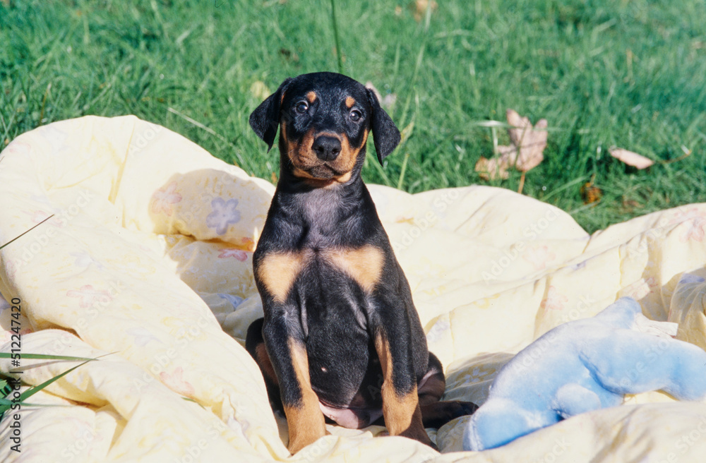 A Doberman puppy sitting on a yellow blanket with a blue stuffed toy A Doberman puppy sitting on a yellow blanket with a blue stuffed toy