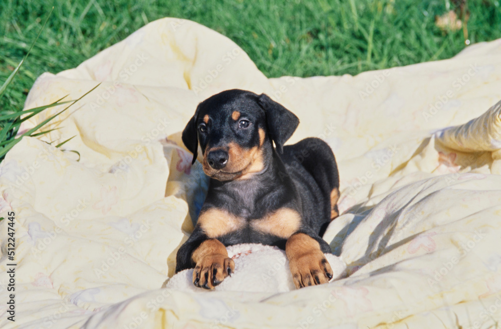 A Doberman puppy laying on a yellow blanket
