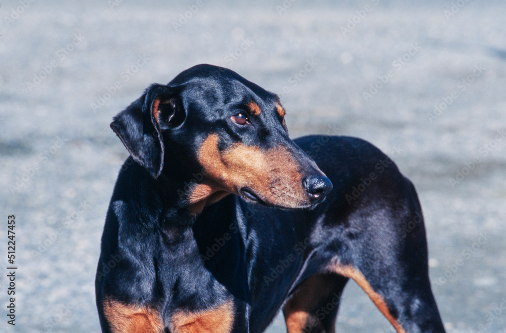 Close-up of a Doberman with pavement in the background