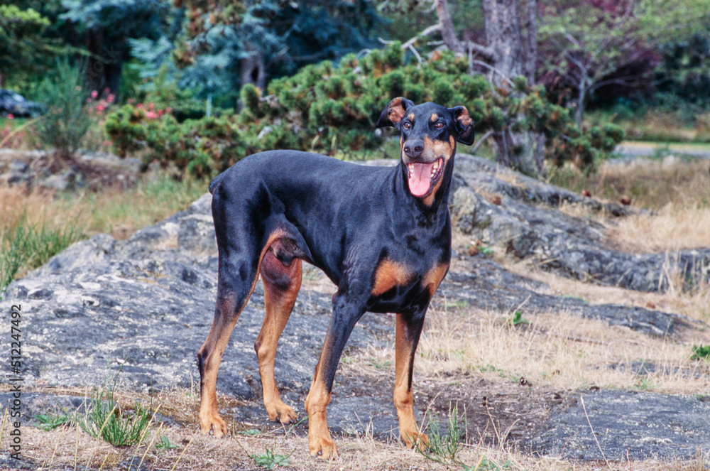 A Doberman standing on rocky terrain with greenery in the background