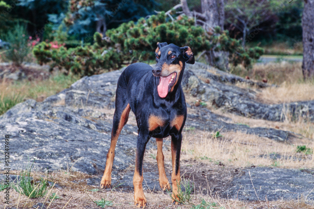 A Doberman standing on rocky terrain with greenery in the background A Doberman standing on rocky terrain with greenery in the background