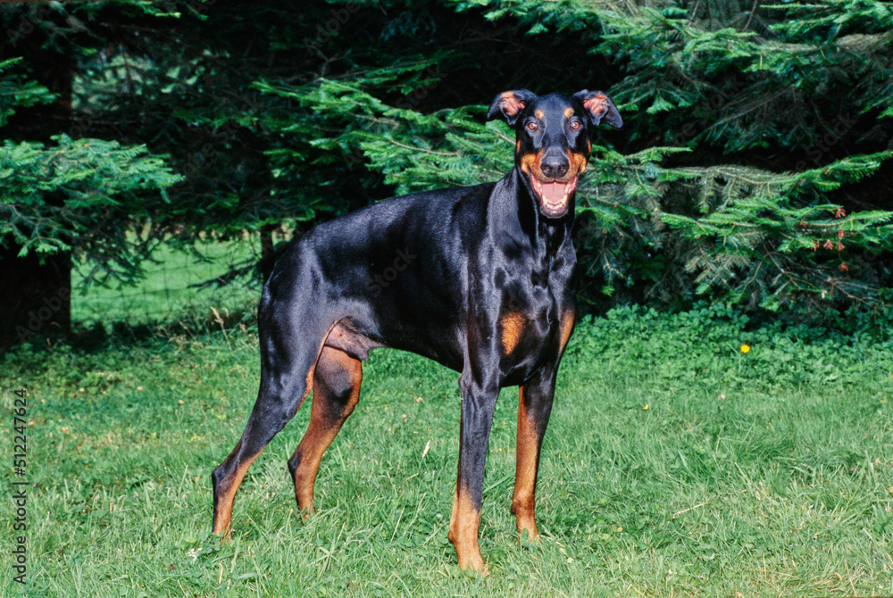 A Doberman standing in grass and yellow flowers