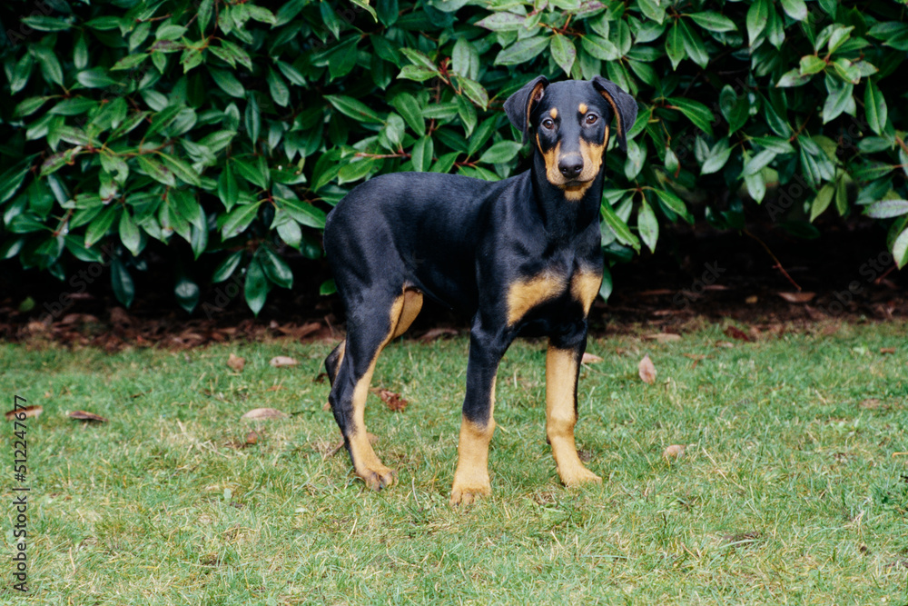 A Doberman standing in grass in front of green foliage A Doberman standing in grass in front of green foliage