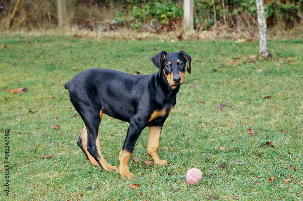 A Doberman in grass standing over a ball A Doberman in grass standing over a ball