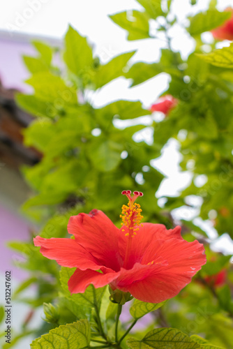 Hibiscus furcellatus, color rojo con fondo de hojas verdes, petalos abiertos