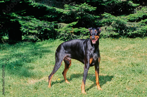 A Doberman standing in grass and yellow flowers