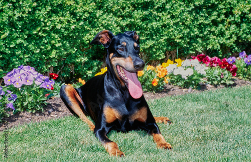 A Doberman laying in grass in front of colorful flowers